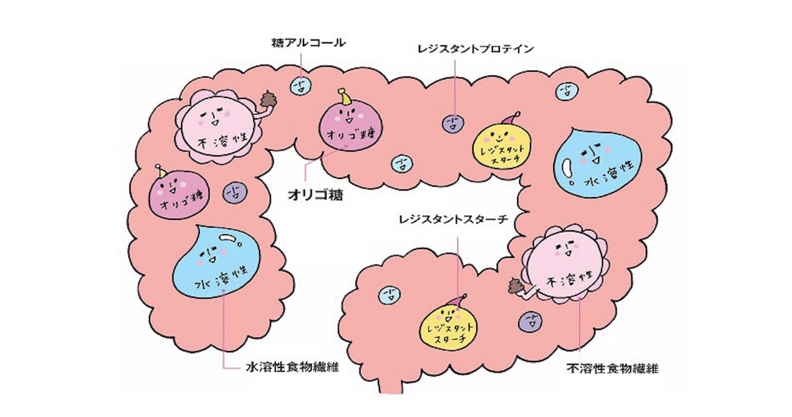 肥満や肌荒れ抑制で注目 腸が喜ぶ食物繊維のとり方 Woman Smart Nikkei Style