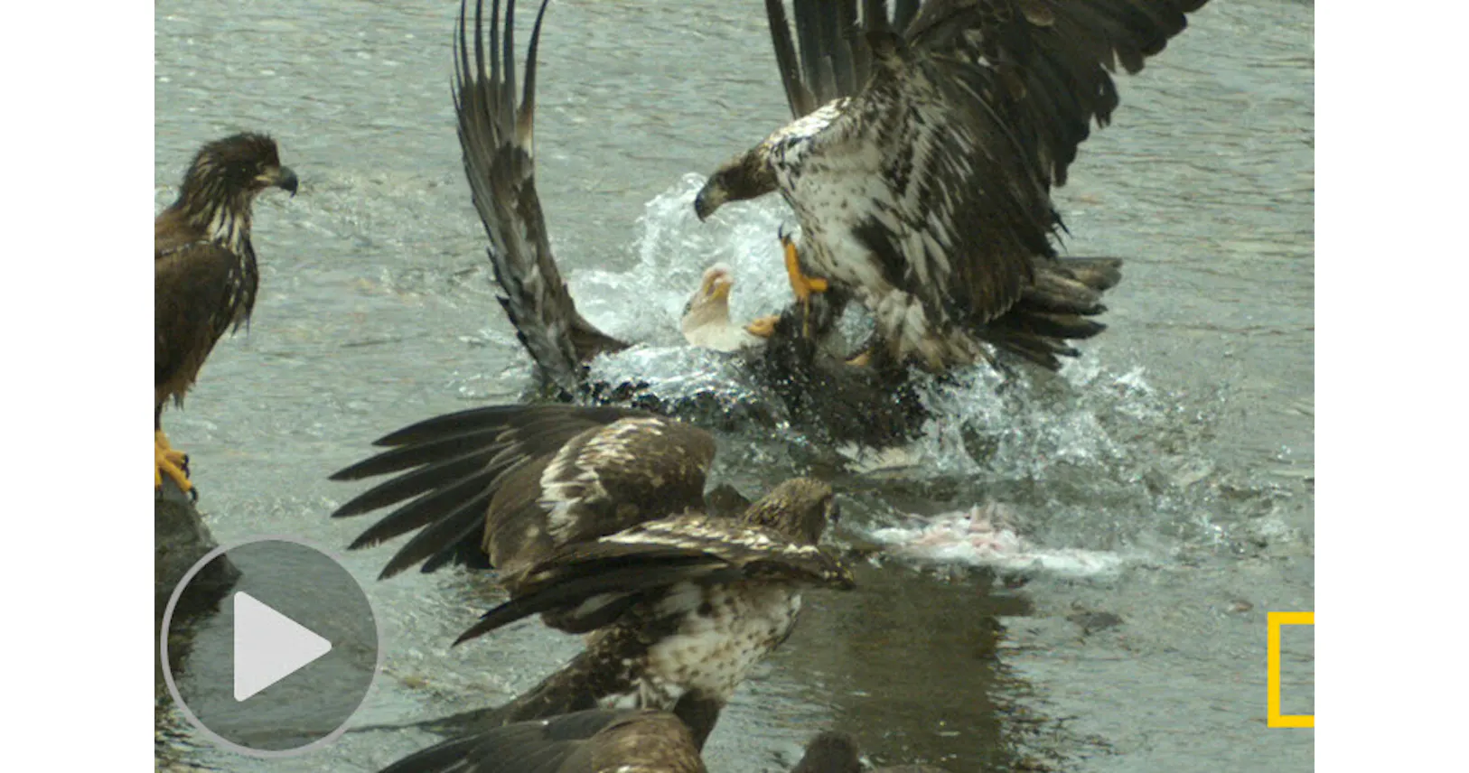 一瞬の激突で何が ワシの大げんかをスローで克明に Nikkei Style 一瞬の激突で何が ワシの大げんかをスローで克明に Nikkei Style