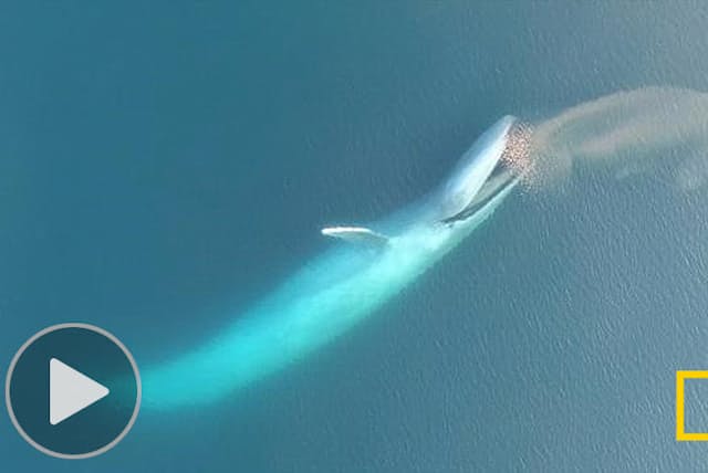 白鯨が大量の獲物を丸のみ お食事前に品定め Nikkei Style 白鯨が大量の獲物を丸のみ お食事前に品定め Nikkei Style