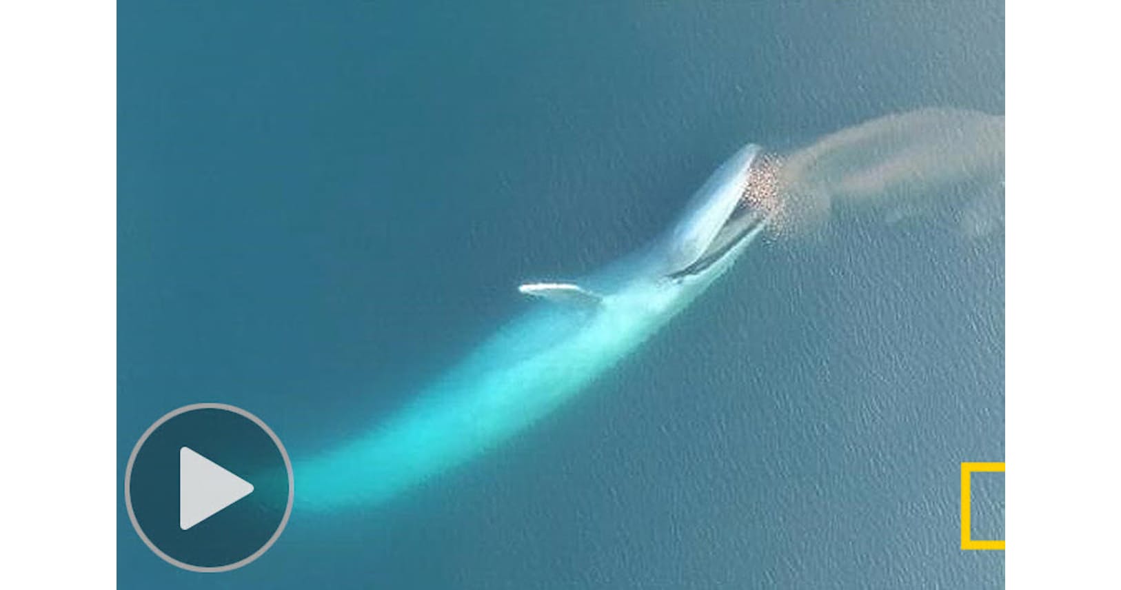 白鯨が大量の獲物を丸のみ お食事前に品定め Nikkei Style 白鯨が大量の獲物を丸のみ お食事前に品定め Nikkei Style