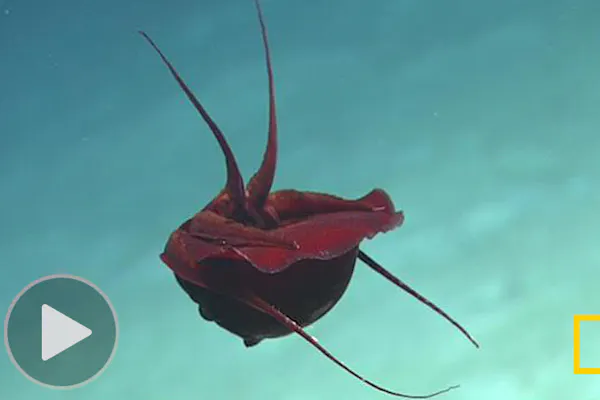 呼吸 食事 排泄 武器 住居 ナマコのお尻5つの力 Nikkei Style 呼吸 食事 排泄 武器 住居 ナマコのお尻5つの力 Nikkei Style