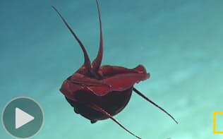 学者も「なんじゃこりゃ」　奇妙な体勢の深海生物