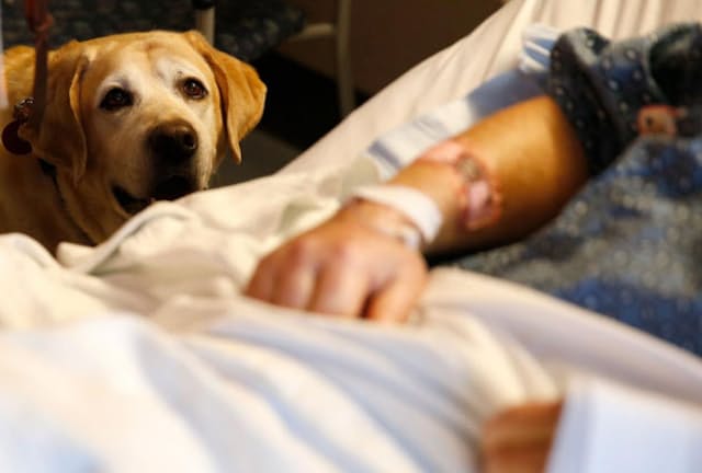2018年3月6日、ボストン、マサチューセッツ総合病院の患者ジム・コーリーさんを訪ねるセラピー犬の「タッカー」（PHOTOGRAPH BY JESSICA RINALDI, THE BOSTON GLOBE/GETTY）