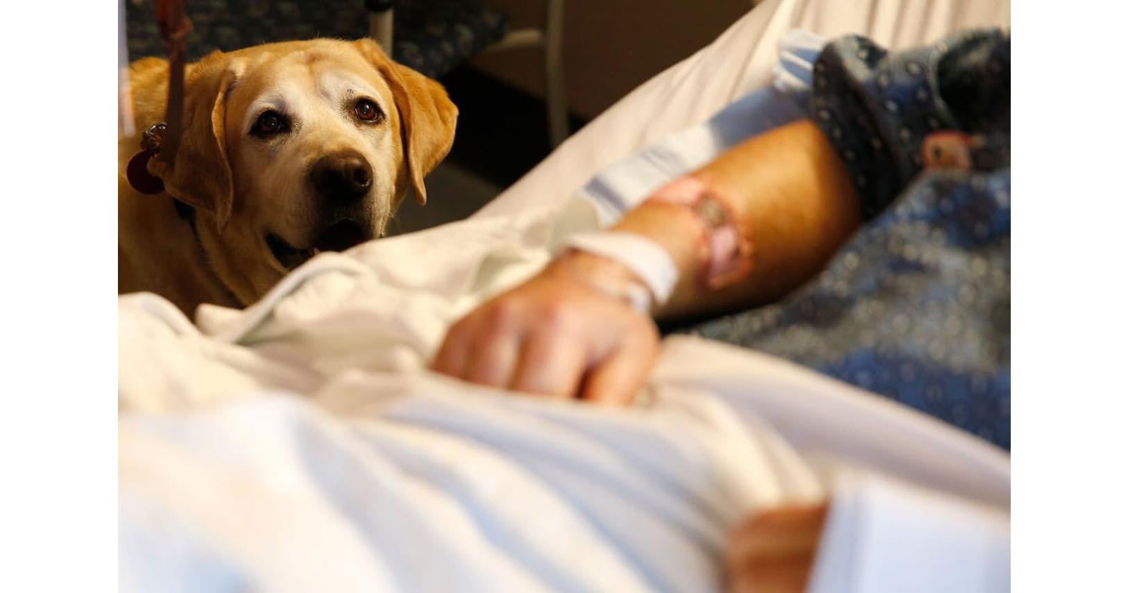 セラピー犬 人を癒やすのにストレスを感じないのか Nikkei Style セラピー犬 人を癒やすのにストレスを感じないのか Nikkei Style