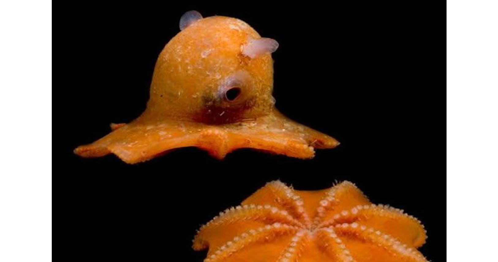 エイリアンのモデル 暗闇世界の奇妙で美しい生物たち Nikkei Style