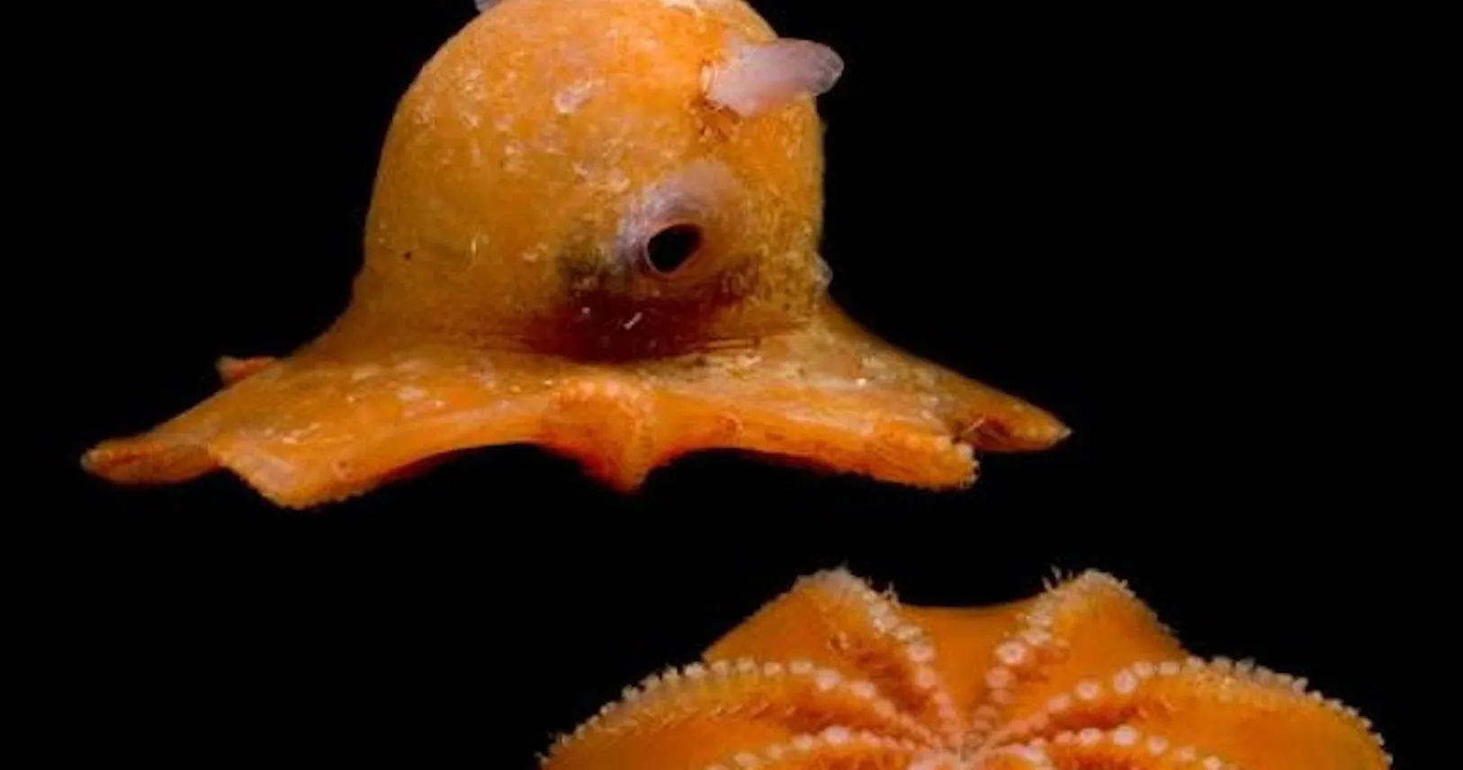 エイリアンのモデル 暗闇世界の奇妙で美しい生物たち Nikkei Style