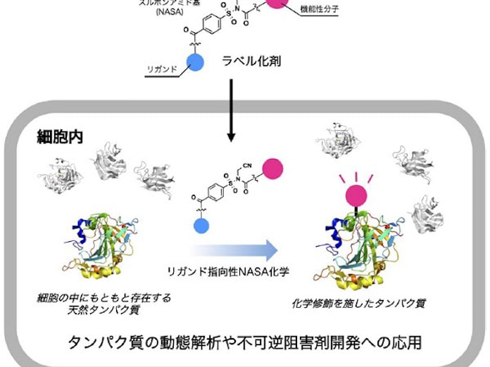 京大 細胞内の狙った天然タンパク質を迅速に化学修飾する分子技術を開発 日本経済新聞