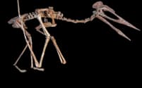 ドラキュラとあだ名された空飛ぶ爬虫類の復元骨格。同じ地域から見つかった下顎の化石が、アズダルコ科の別の巨大翼竜のものとして発表された（PHOTOGRAPH BY AART WALEN, CREATURES & FEATURES）