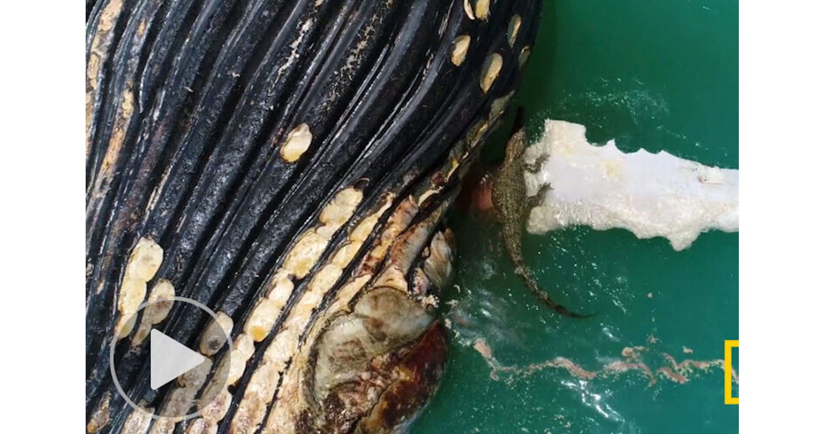 サメとワニが海で一緒に食事 ごちそうは死んだクジラ ナショジオ Nikkei Style