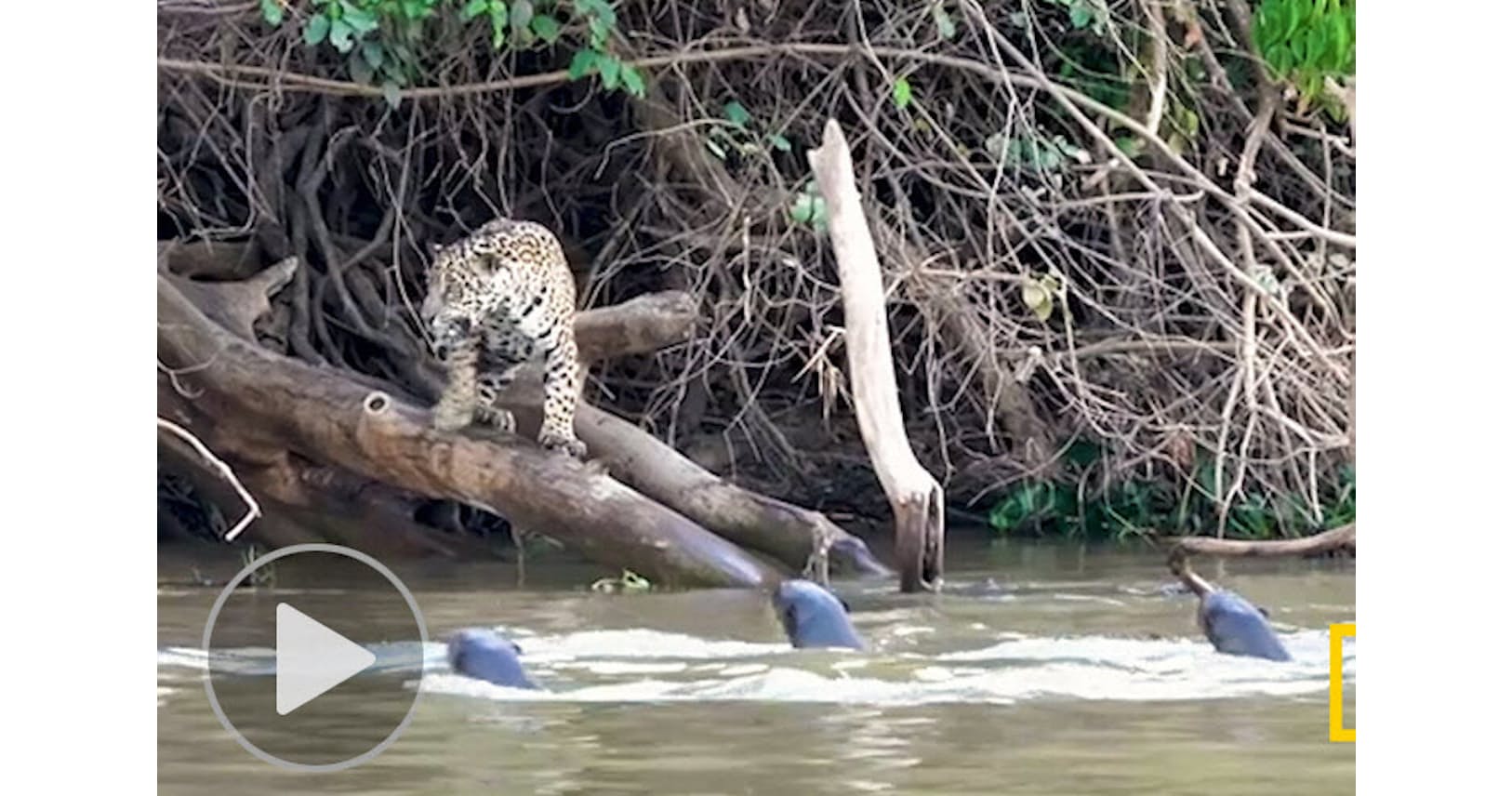 ジャガーとの対決 オオカワウソが圧勝した理由 Nikkei Style ジャガーとの対決 オオカワウソが圧勝した理由 Nikkei Style