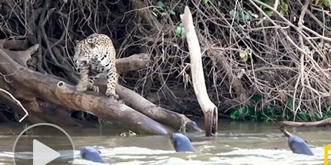 ジャガーとの対決 オオカワウソが圧勝した理由 ナショジオ Nikkei Style