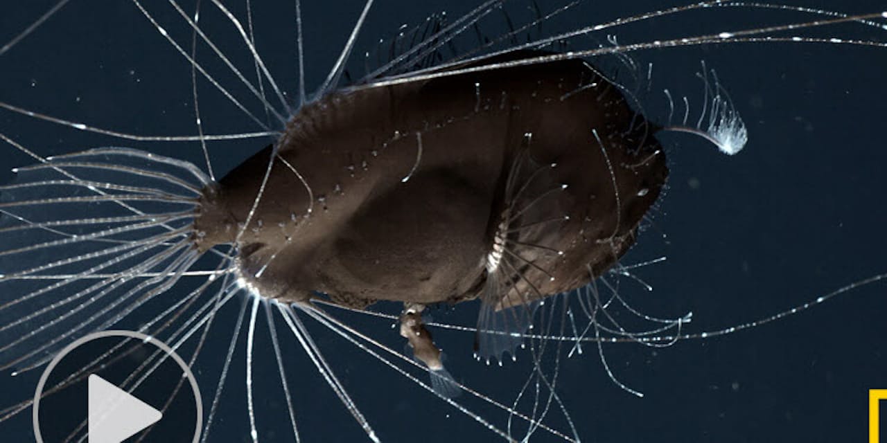 オスの体がメスに同化 深海アンコウの奇妙な交尾 Nikkei Style オスの体がメスに同化 深海アンコウの奇妙な交尾 Nikkei Style