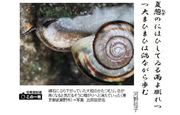 河野裕子のカタツムリの歌 短歌一口講座 カタツムリ Nikkei Style 河野裕子のカタツムリの歌 短歌一口講座 カタツムリ Nikkei Style