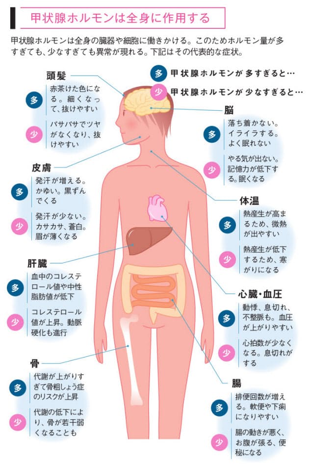 元気の素 甲状腺ホルモン 多くても少なくてもダメ Nikkei Style 元気の素 甲状腺ホルモン 多くても少なくてもダメ Nikkei Style