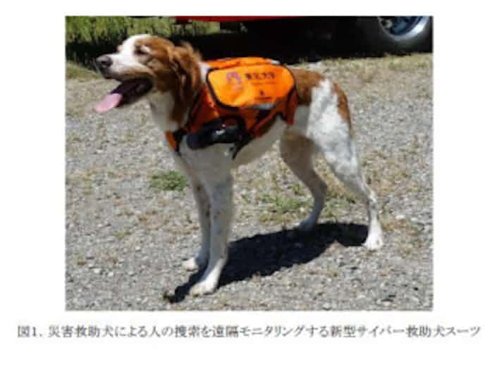 東北大 災害救助犬による人の捜索を遠隔モニタリングするタフなサイバー救助犬スーツを開発 日本経済新聞