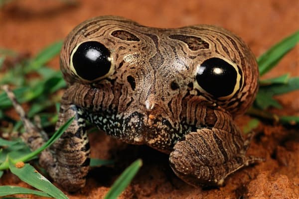 絶滅危機のカエル 13年ぶり発見 背の袋で子育て Nikkei Style 絶滅危機のカエル 13年ぶり発見 背の袋で子育て Nikkei Style