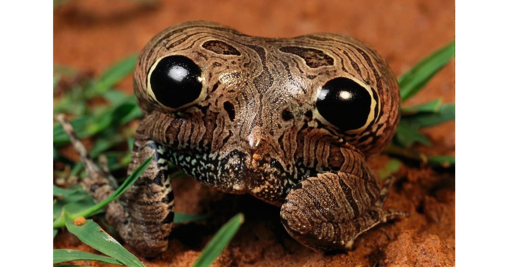 珍生物 能あるカエルの巧みなサバイバル戦略 Nikkei Style 珍生物 能あるカエルの巧みなサバイバル戦略 Nikkei Style