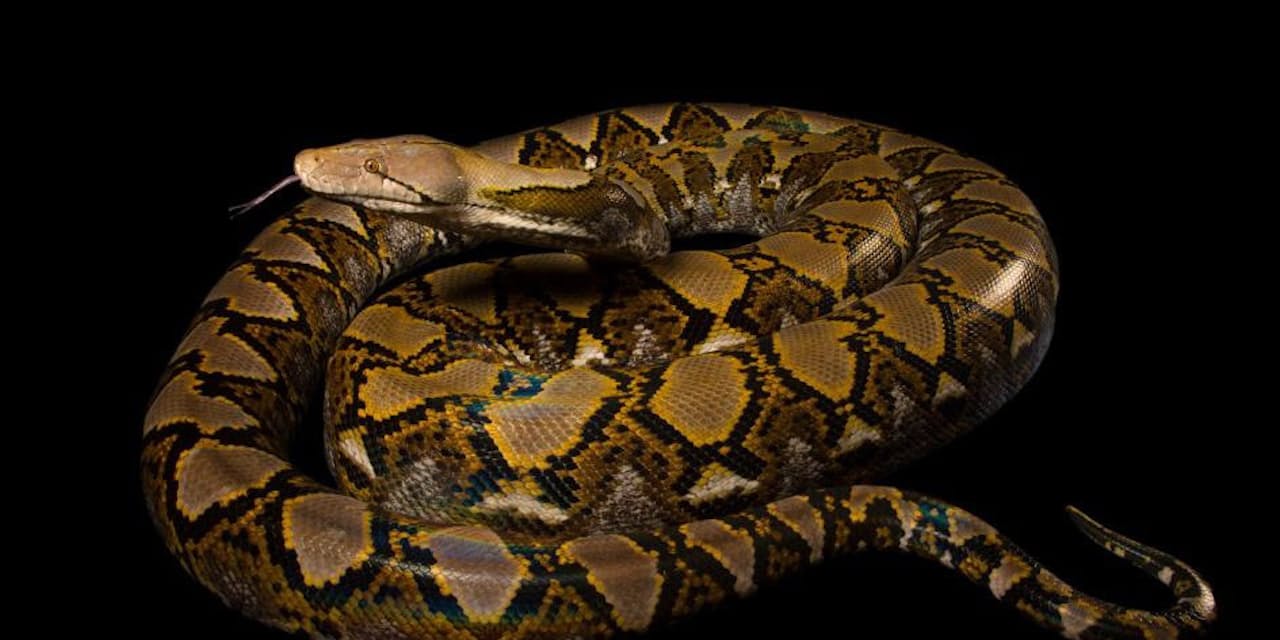 ニシキヘビがまた人を丸のみに 被害なぜ増える Nikkei Style ニシキヘビがまた人を丸のみに 被害なぜ増える Nikkei Style