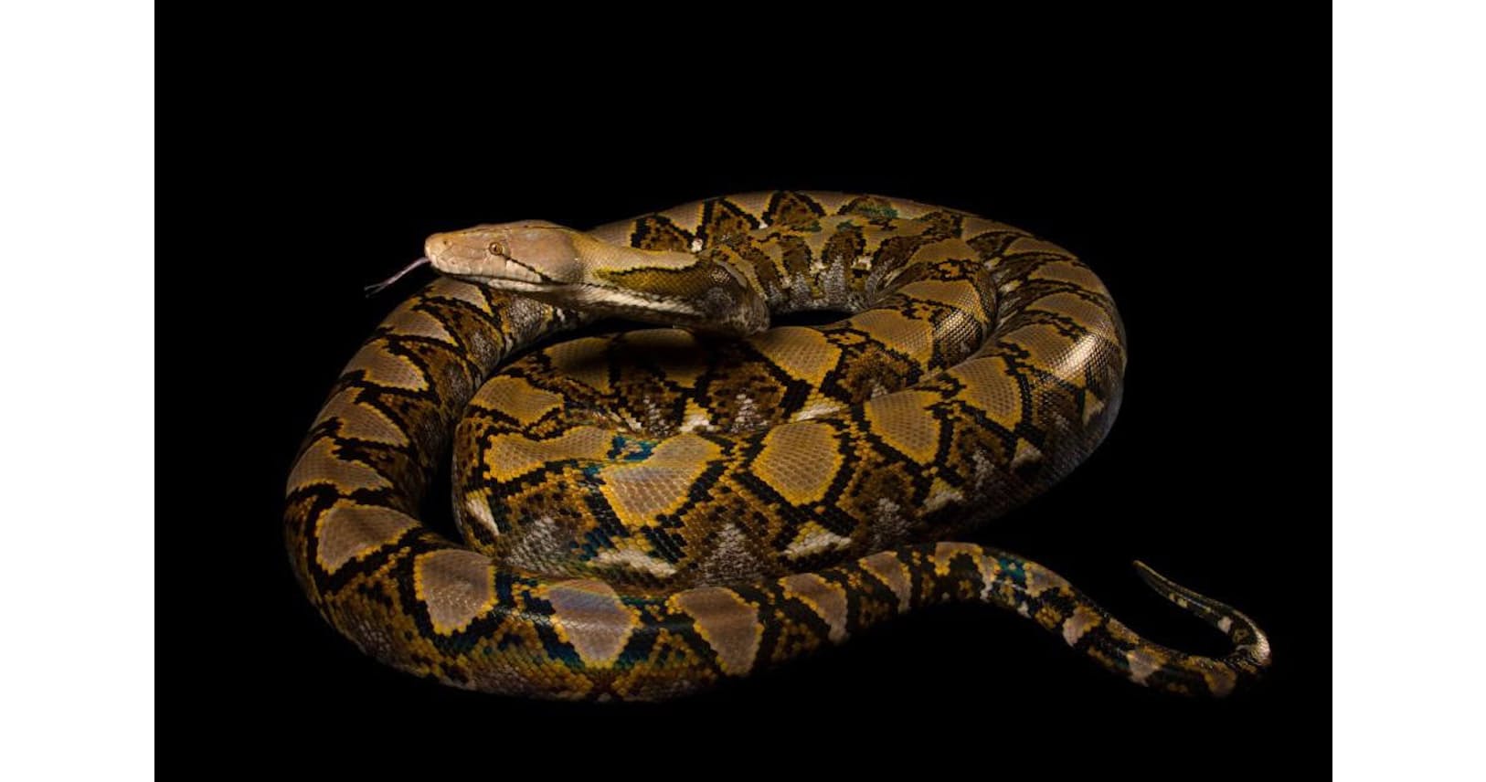 ニシキヘビがまた人を丸のみに 被害なぜ増える Nikkei Style ニシキヘビがまた人を丸のみに 被害なぜ増える Nikkei Style