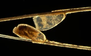 人毛についたアタマジラミの卵を顕微鏡で見たところ（PHOTOGRAPH BY DARLYNE A. MURAWSKI）