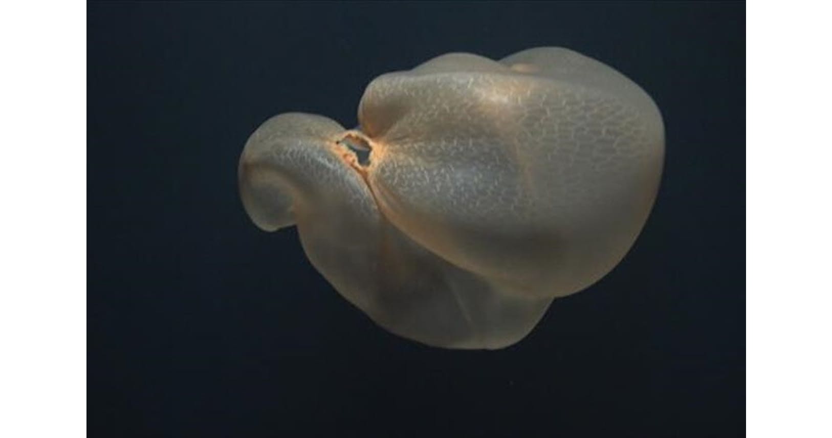 何これっ ビニール袋みたいな深海クラゲ 鮮明映像 Nikkei Style 何これっ ビニール袋みたいな深海クラゲ 鮮明映像 Nikkei Style