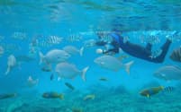 独特の濃いブルーと集まってくる魚たち。小笠原諸島でのシュノーケリングは感動の連続！（写真:japan-guide.com）