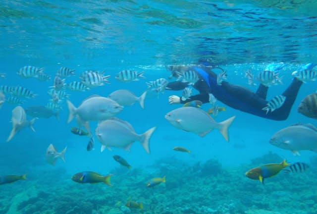 独特の濃いブルーと集まってくる魚たち。小笠原諸島でのシュノーケリングは感動の連続！（写真：japan-guide.com）