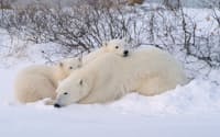 雪の中で休むホッキョクグマの母子。チャーチルの南に位置するワプスク国立公園。(C)Lee Foster/Lonely Planet Images