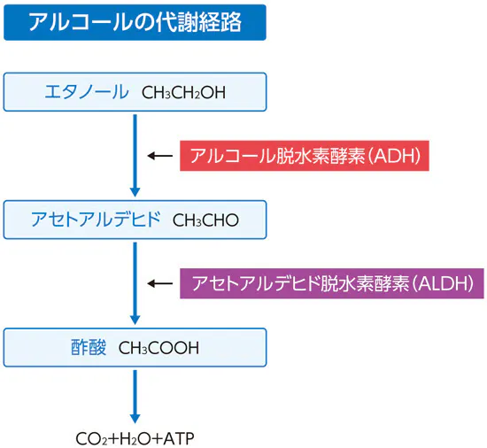酒乱に深く関わっているアルコール脱水素酵素の個人差 原因は遺伝子 酒乱になる Nikkei Style 酒乱に深く関わっているアルコール脱水素酵素の個人差 原因は遺伝子 酒乱になる Nikkei Style