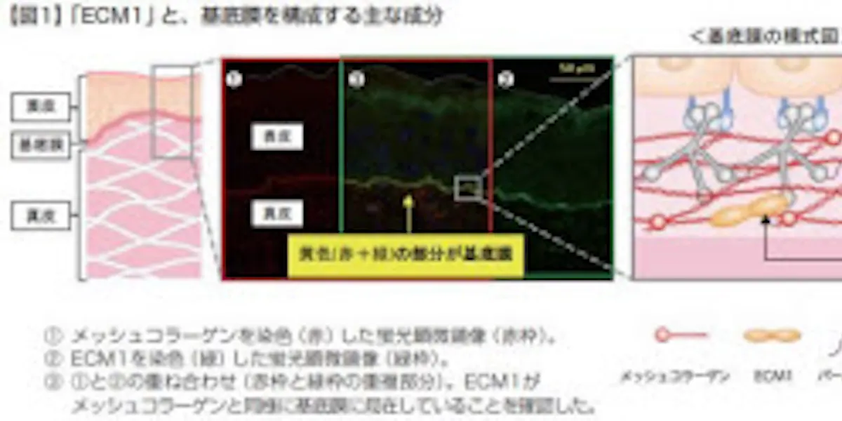 富士フイルム メッシュコラーゲン の構造を密にし分解抑制する独自成分 ナノレスベラトロールex を開発 日本経済新聞