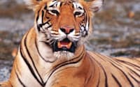 美しく、見ていると興奮させられるトラが、ランタンボール国立公園の水溜りで涼んでいる。(C)Jason Edwards/Lonely Planet Images