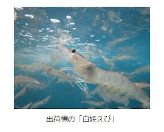 日本水産 国産陸上養殖バナメイエビ 白姫えび を発売 日本経済新聞 日本水産 国産陸上養殖バナメイエビ 白姫えび を発売 日本経済新聞