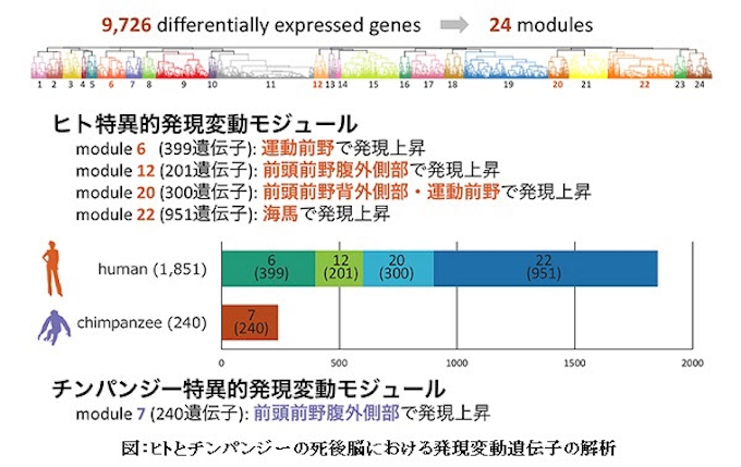 京大など 霊長類脳の遺伝子発現変動とエピジェネティック変動を網羅的解析 ヒトとチンパンジーの脳の違い 日本経済新聞
