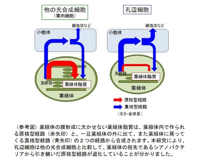 九大 なぜ気孔には葉緑体があるのか を解明 日本経済新聞
