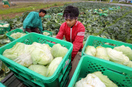キャベツを収穫するインドネシアからの技能実習生(茨城県茨城町)