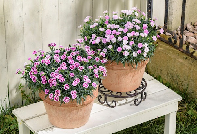 サントリーフラワーズ 18年秋 冬シーズンの花苗13ブランド57色 野菜苗3ブランド11品種を出荷開始 日本経済新聞