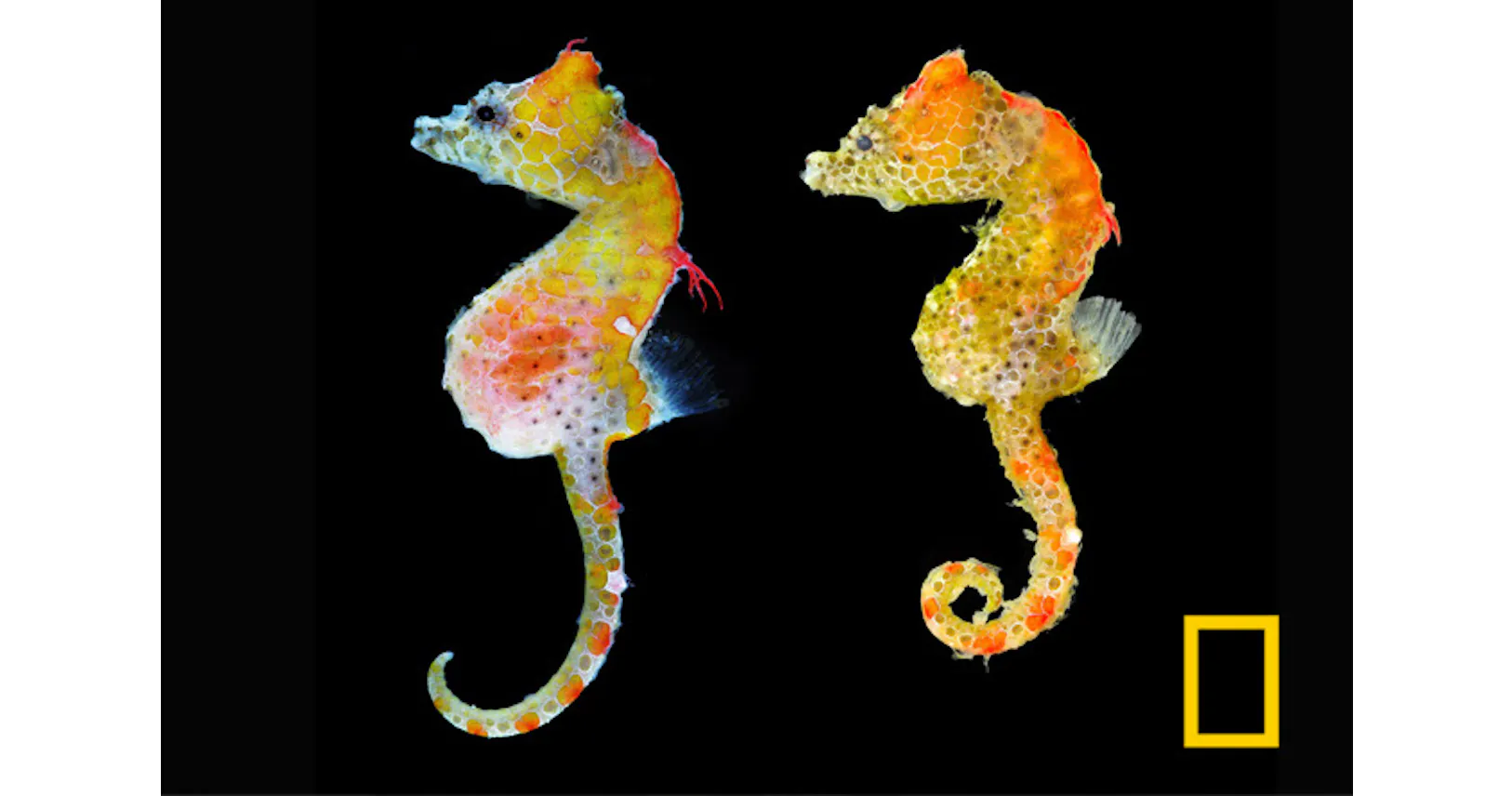 日本で新種 ダイバーに人気の極小タツノオトシゴ Nikkei Style 日本で新種 ダイバーに人気の極小タツノオトシゴ Nikkei Style