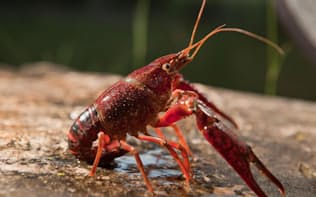 米国南東部を原産とするアメリカザリガニ（Procambarus clarkii）は、繁殖力が強く、世界中の淡水生態系を侵略してきた。米カリフォルニア州サンタモニカ山地の川もその1つだ（PHOTOGRAPH BY JUAN AUNION, ALAMY）