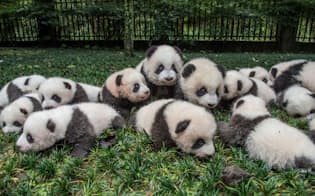 たくさん生まれたジャイアントパンダの子どもたちが撮影のために並べられている。中国四川省、碧峰峡にあるパンダ繁殖センターにて（PHOTOGRAPH BY AMI VITALE, NATIONAL GEOGRAPHIC CREATIVE）