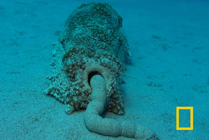 呼吸 食事 排泄 武器 住居 ナマコのお尻5つの力 Nikkei Style 呼吸 食事 排泄 武器 住居 ナマコのお尻5つの力 Nikkei Style