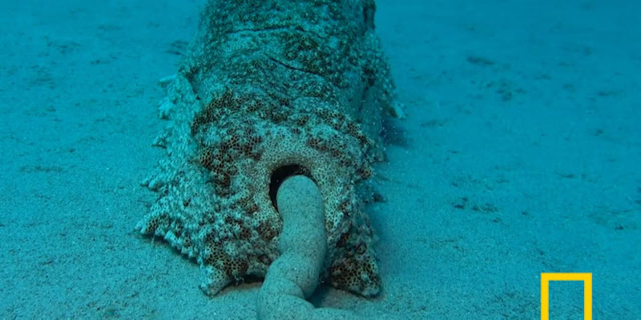 呼吸 食事 排泄 武器 住居 ナマコのお尻5つの力 Nikkei Style 呼吸 食事 排泄 武器 住居 ナマコのお尻5つの力 Nikkei Style