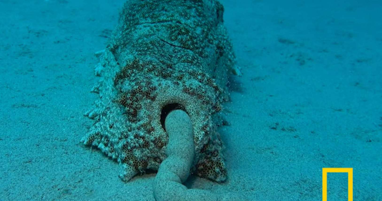 呼吸 食事 排泄 武器 住居 ナマコのお尻5つの力 Nikkei Style 呼吸 食事 排泄 武器 住居 ナマコのお尻5つの力 Nikkei Style