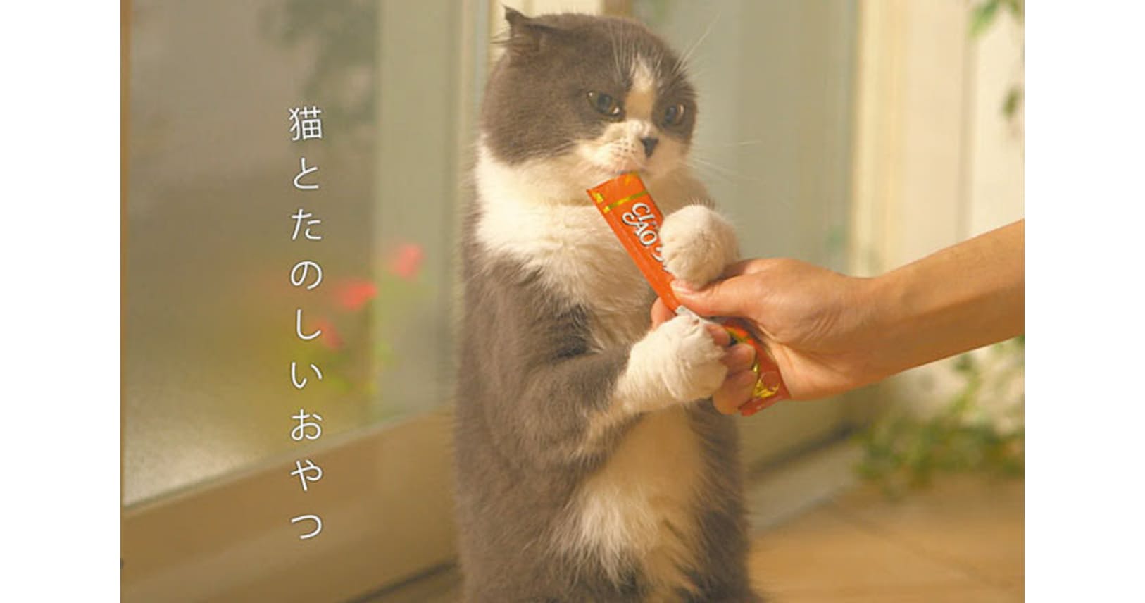 猫のおやつ Ciaoちゅ る 大ヒットの裏側 Mono Trendy Nikkei Style