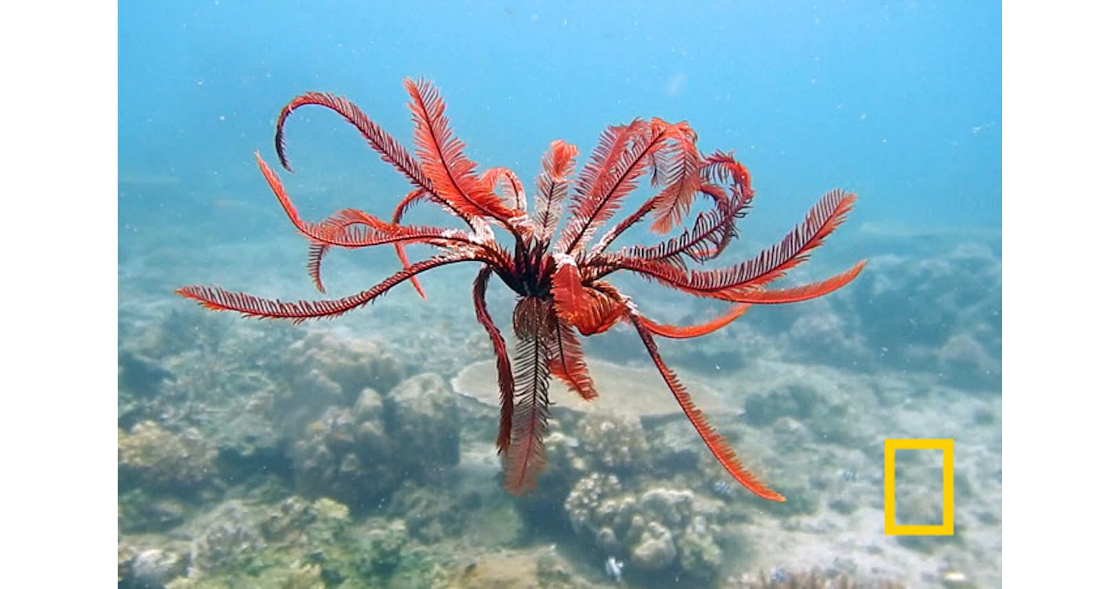 もしかして不死 生きた化石ウミシダ 驚異の生命力 Nikkei Style もしかして不死 生きた化石ウミシダ 驚異の生命力 Nikkei Style