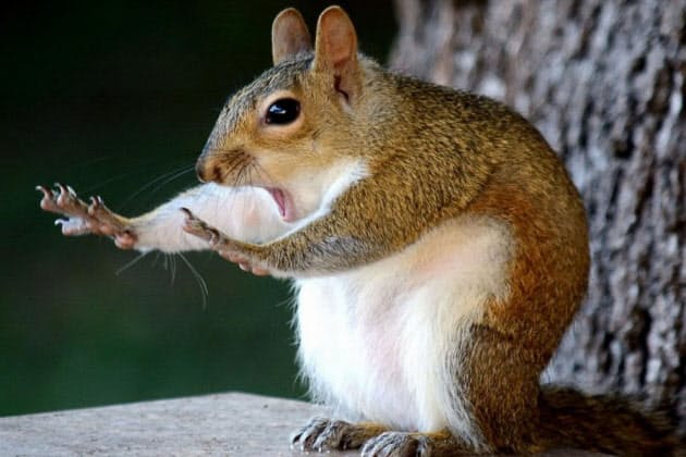 思わずお題を付けたくなる 笑撃の野生動物写真 Nikkei Style 思わずお題を付けたくなる 笑撃の野生動物写真 Nikkei Style