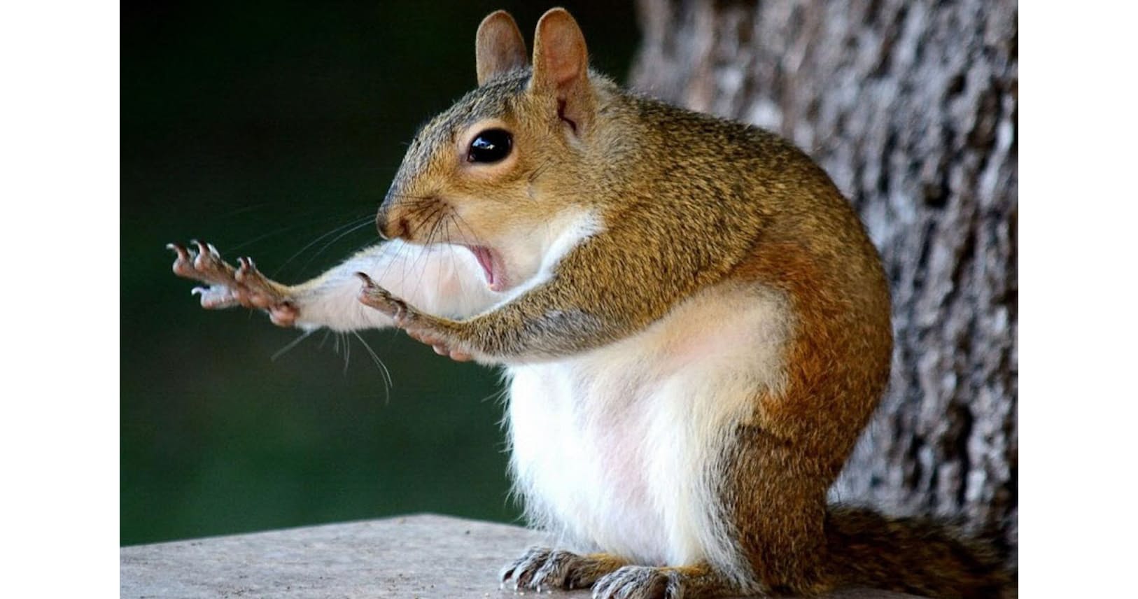 思わずお題を付けたくなる 笑撃の野生動物写真 Nikkei Style 思わずお題を付けたくなる 笑撃の野生動物写真 Nikkei Style