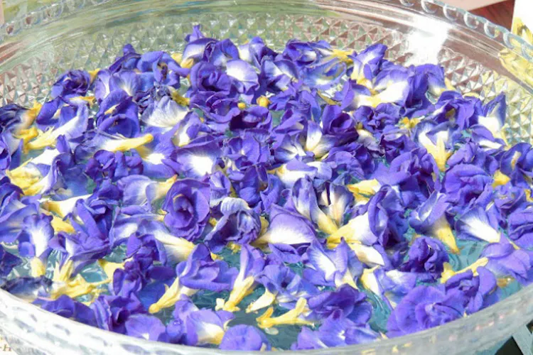 青色鮮やかなバタフライピー 飲料で楽しみ美肌効果も Nikkei Style 青色鮮やかなバタフライピー 飲料で楽しみ美肌効果も Nikkei Style