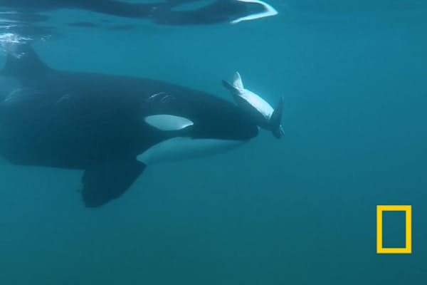 おばあちゃんシャチ 閉経して長生きは 孫のため Nikkei Style おばあちゃんシャチ 閉経して長生きは 孫のため Nikkei Style