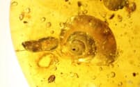 この9900万年前の琥珀の中で発見されたカタツムリは、軟部が残るものとしては最古のものになった。（Photograph by Lida Xing, China University of Geosciences, Beijing）