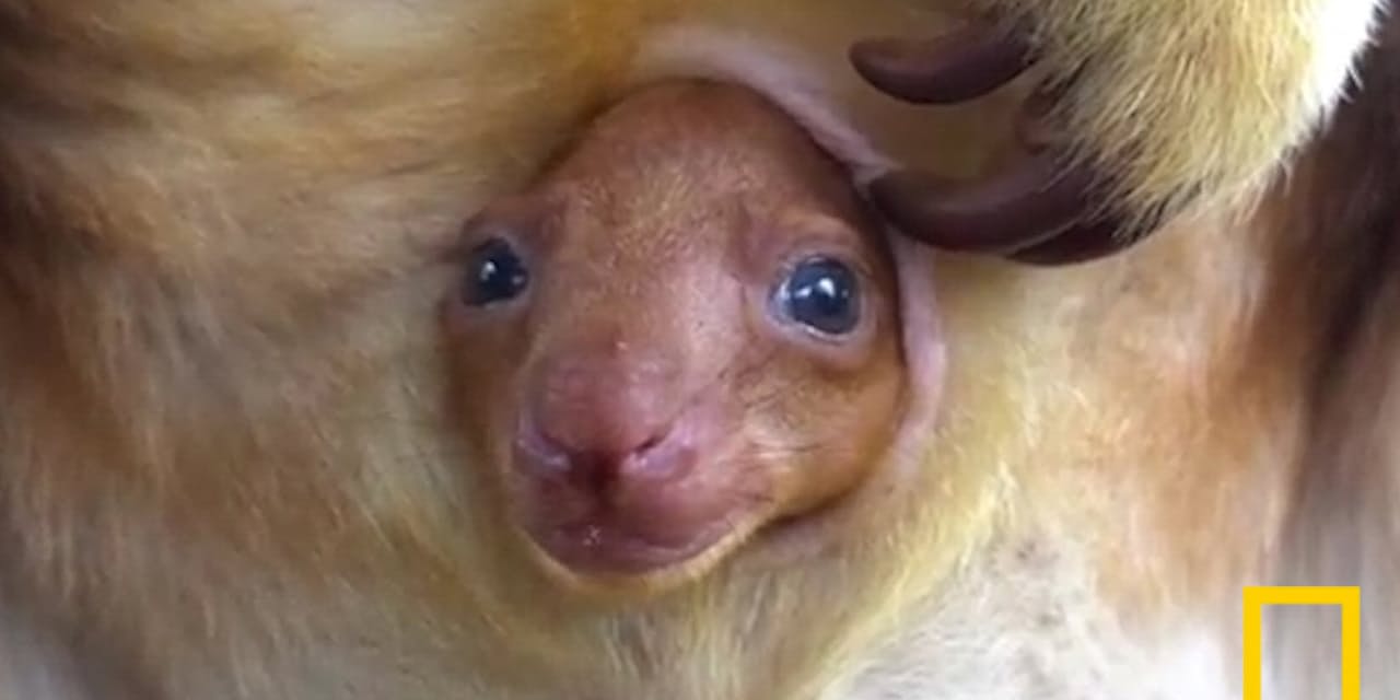 セスジ キ ノボリ カンガルー カンガルー セスジ キ ノボリ